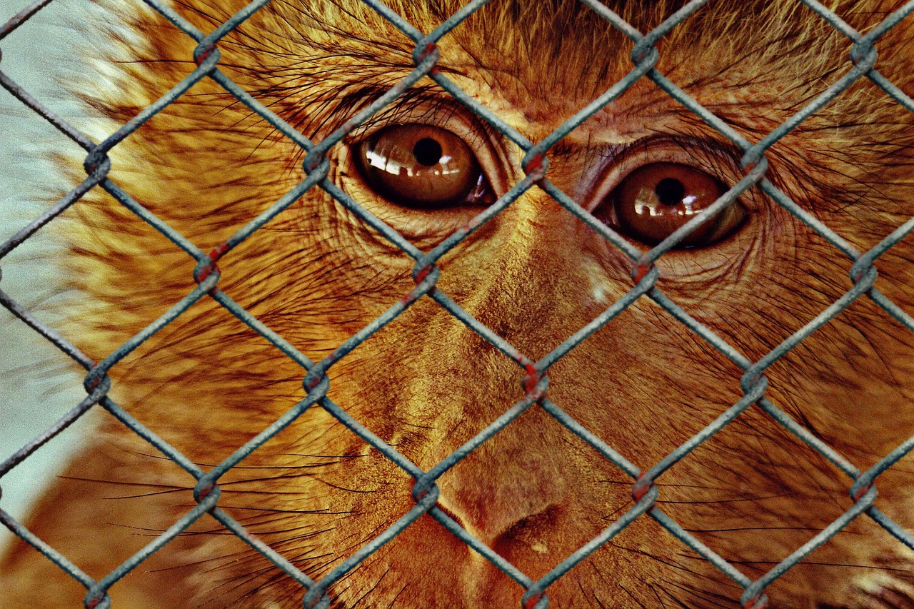 animal welfare help imprisoned free photo
