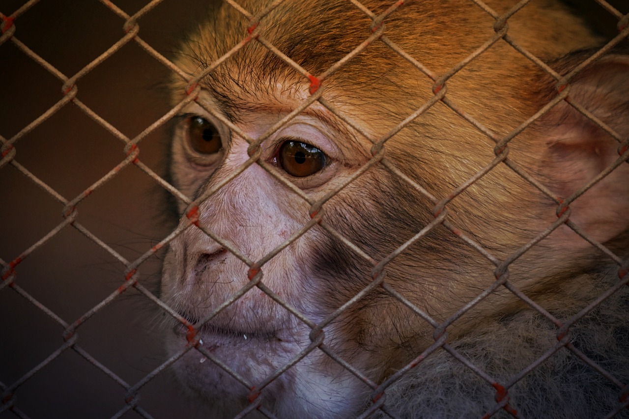 animal welfare help imprisoned free photo