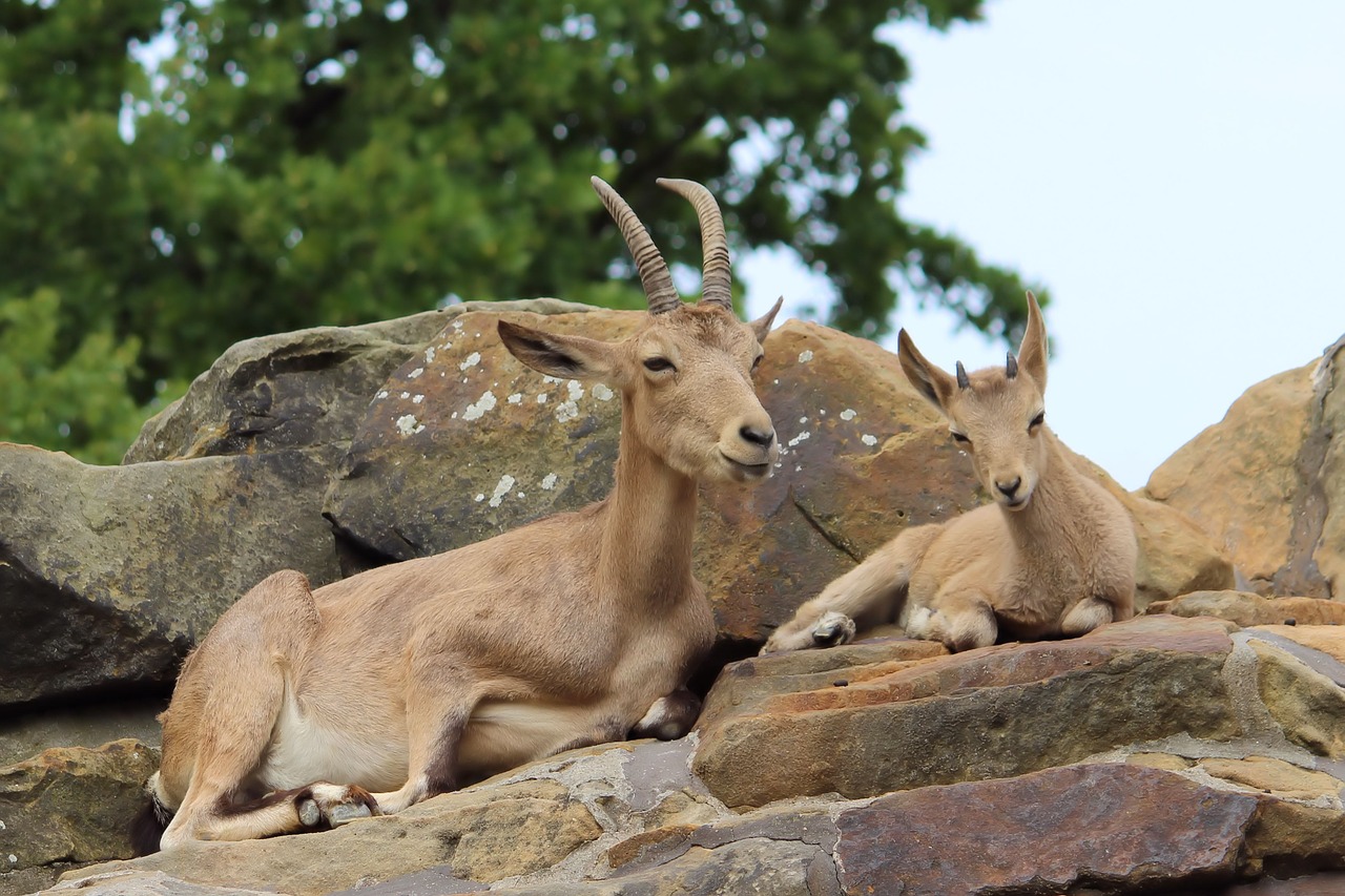 horn animal animal world zoo free photo