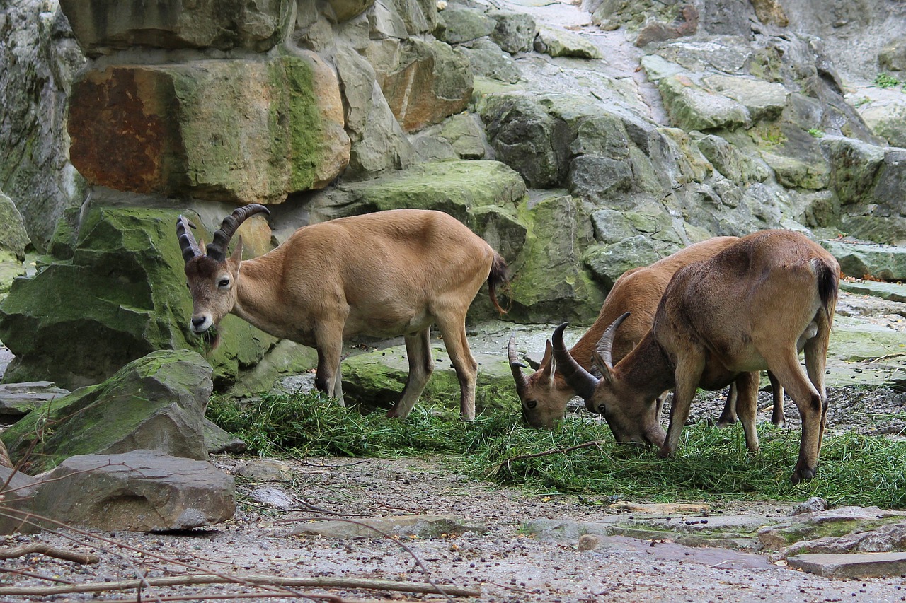 horn animal animal world zoo free photo