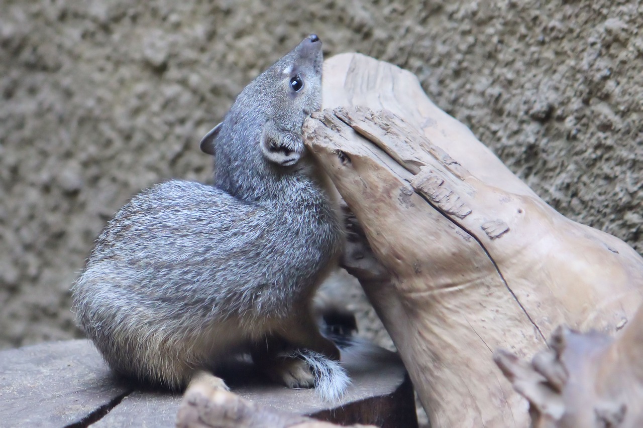 animal world zoo berlin free photo