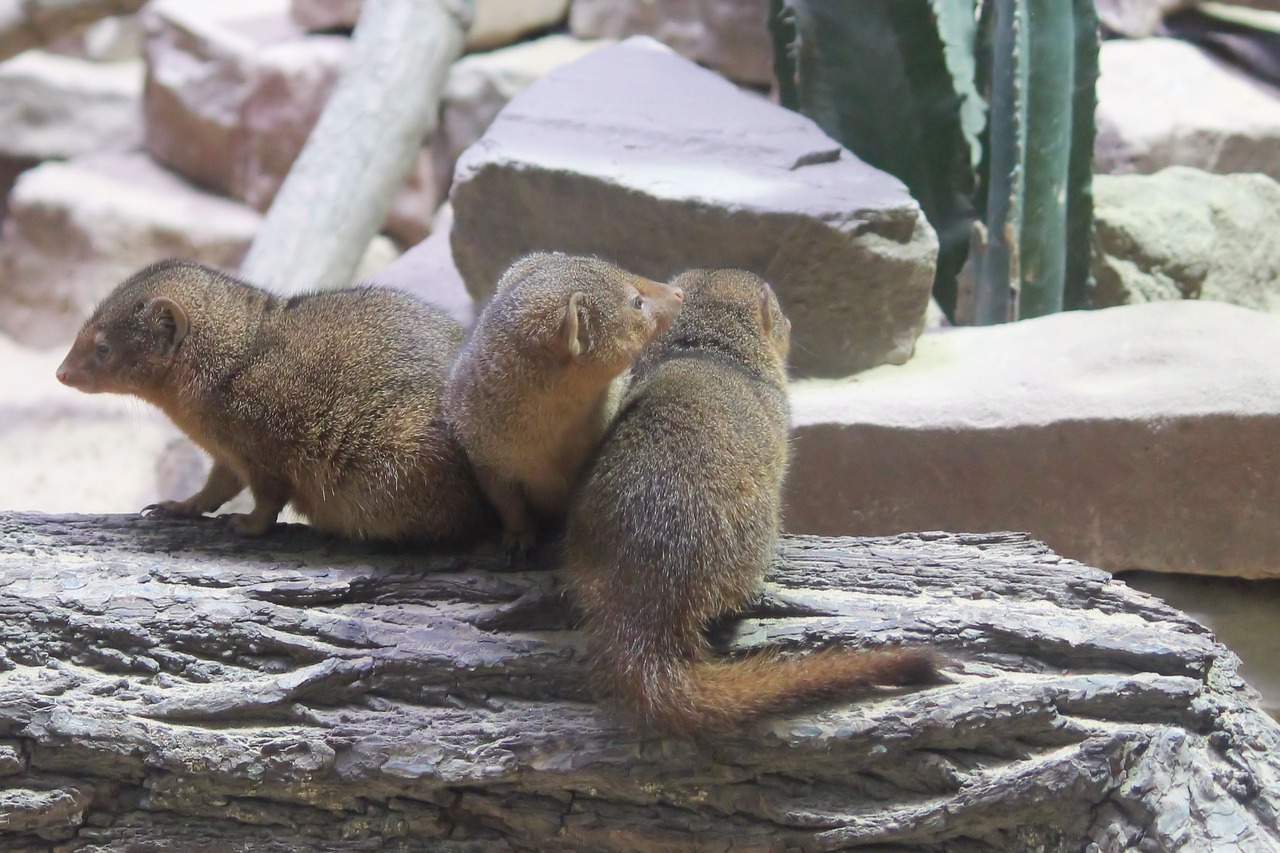 mongoose animal world zoo free photo