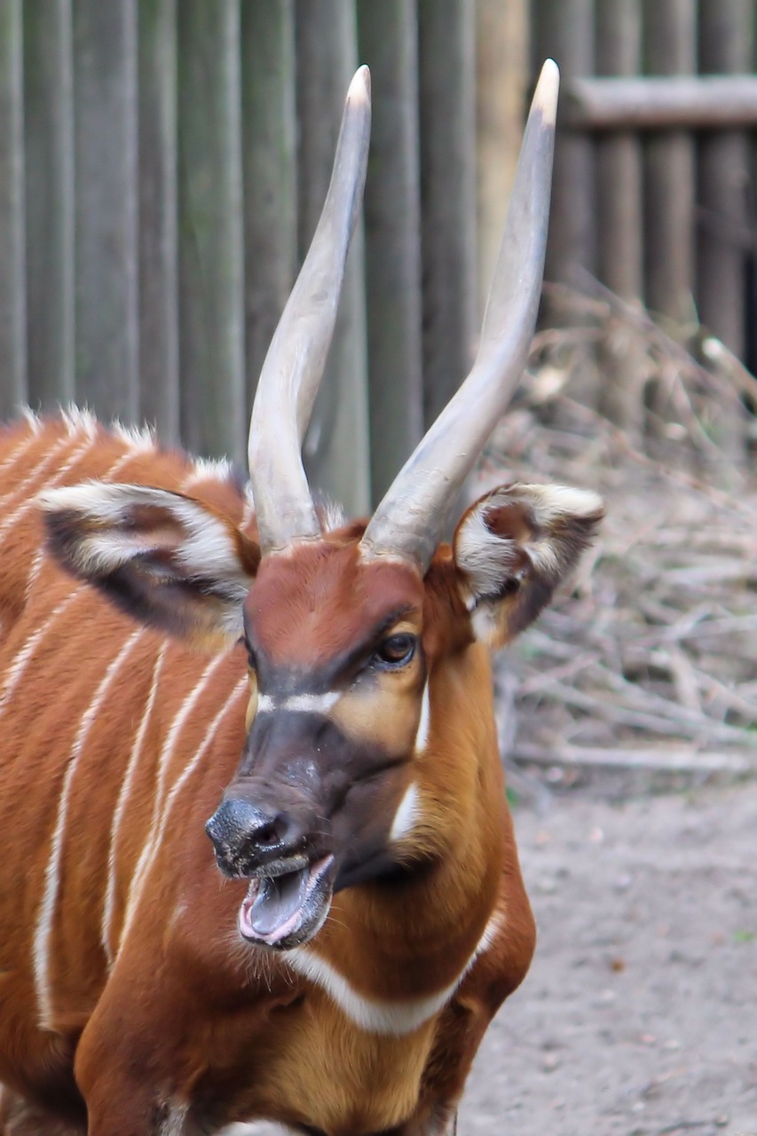 horn animal antelope east african bongo free photo