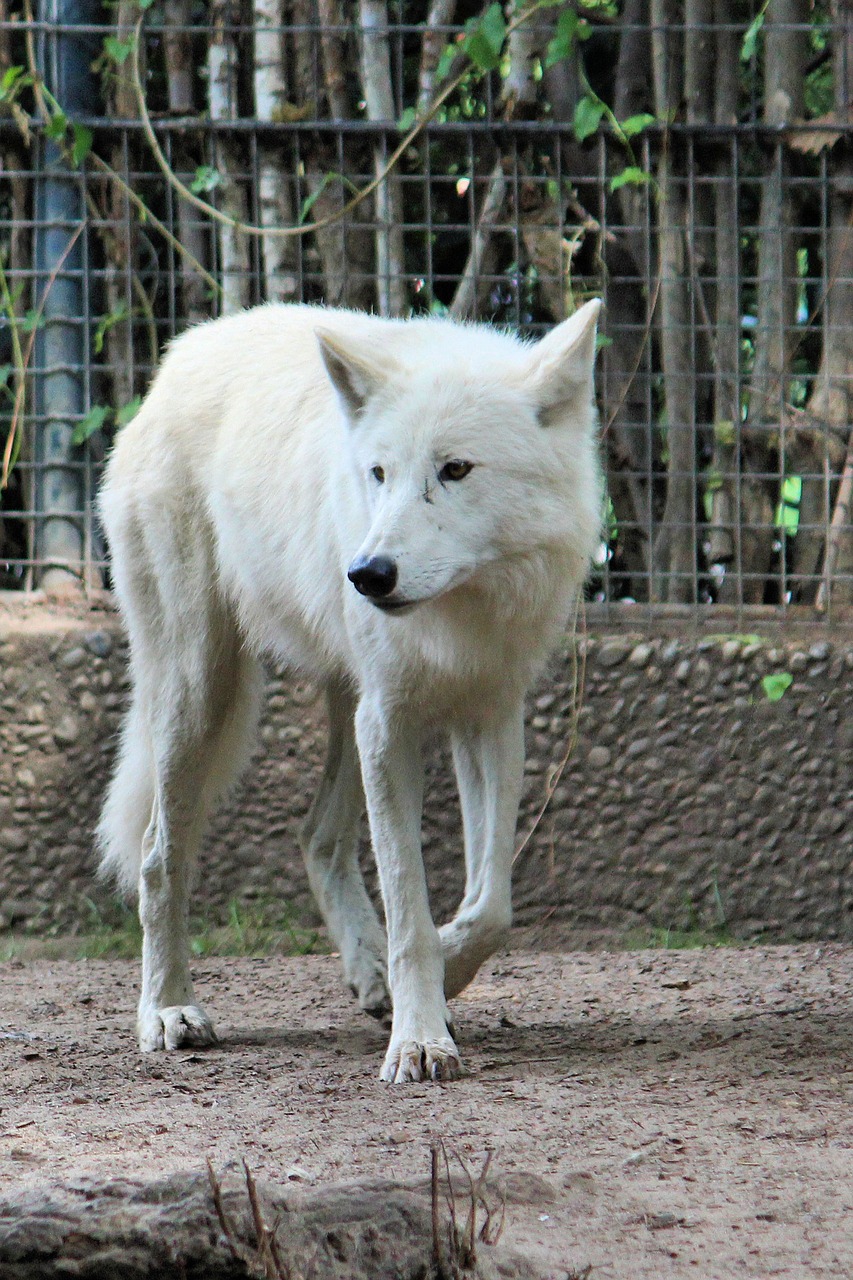 animal world zoo berlin free photo