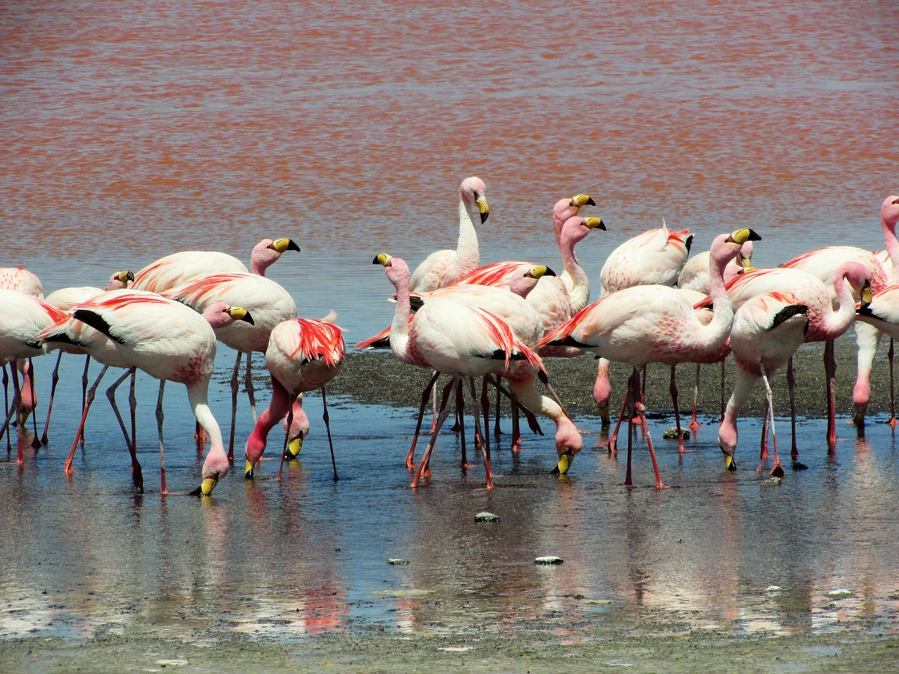 animal world pink flamingos wildlife photography free photo