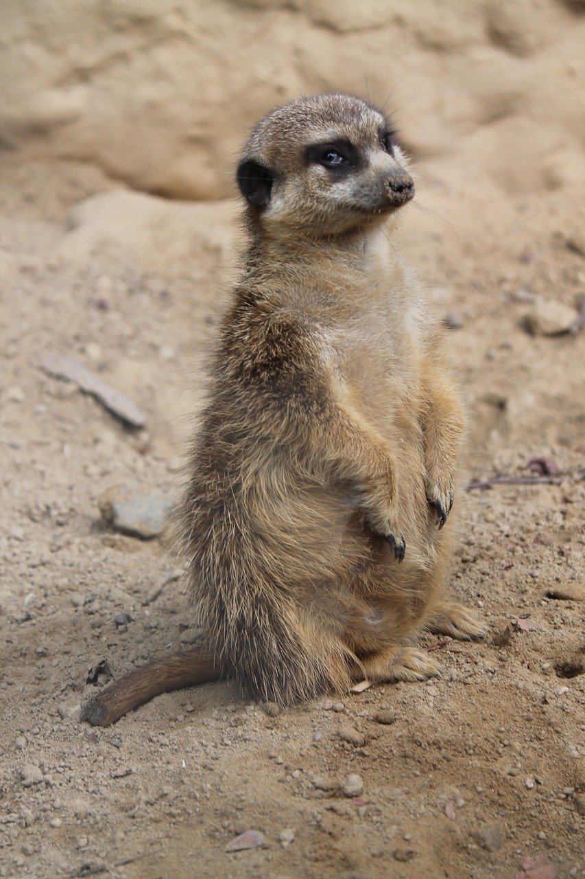 animal world meerkat sand free photo