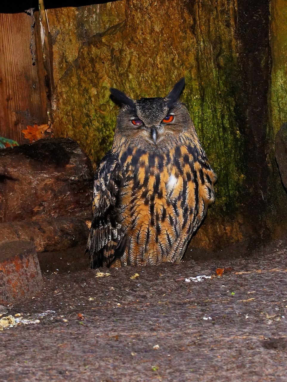 animal world bird owl free photo