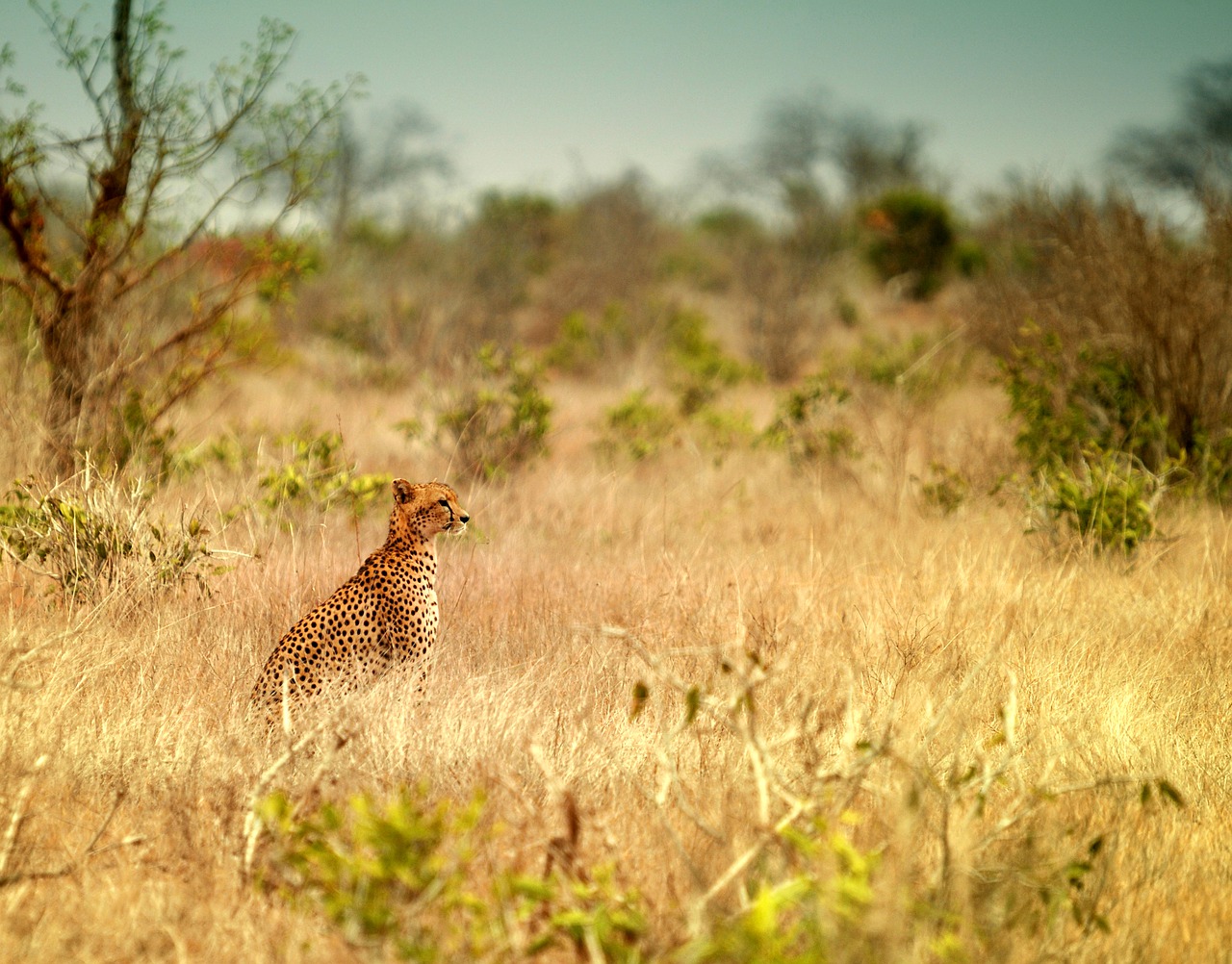 animal world grass nature free photo