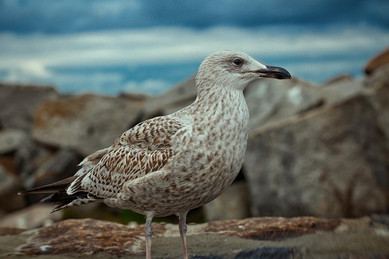 animal world bird nature free photo