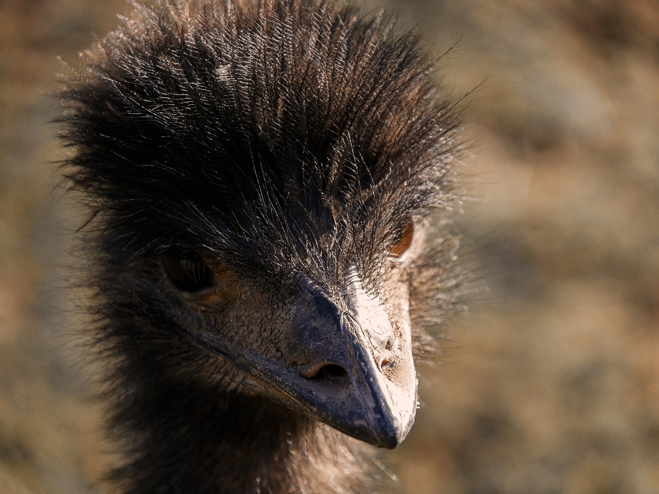 animal world nature emu free photo