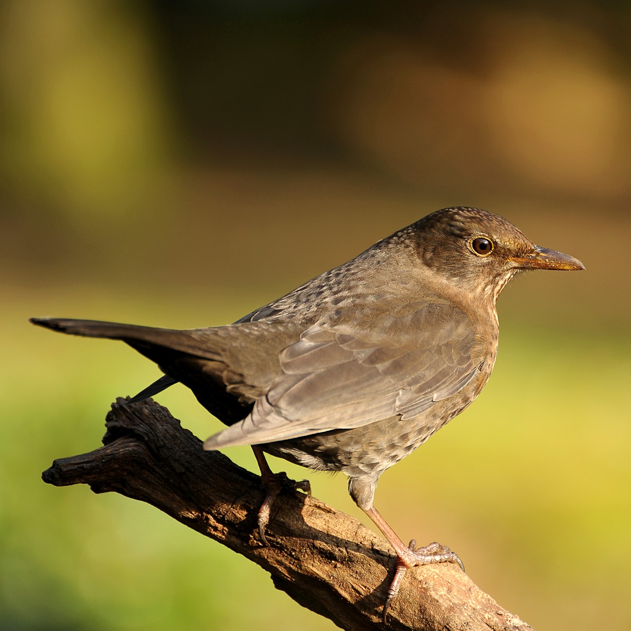 animal world bird nature free photo