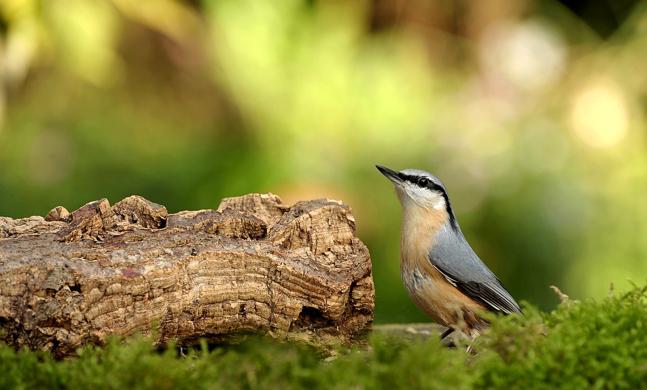 animal world bird nature free photo