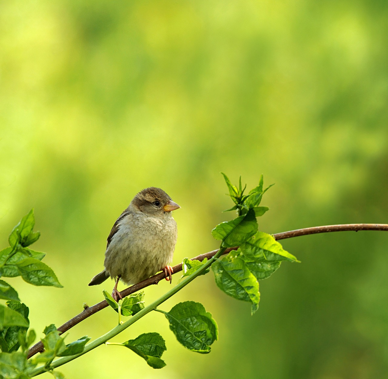 animal world bird nature free photo