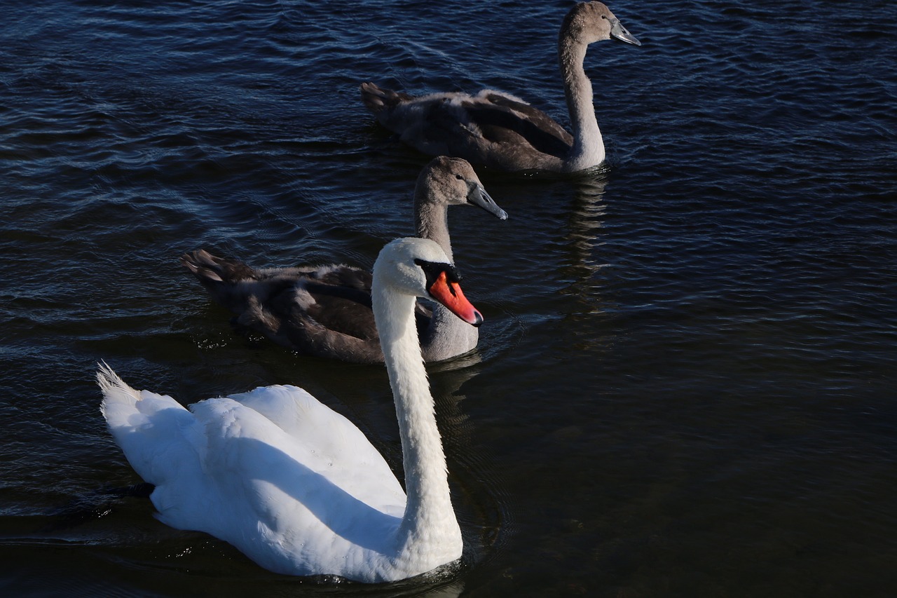 animal world swan young swans free photo