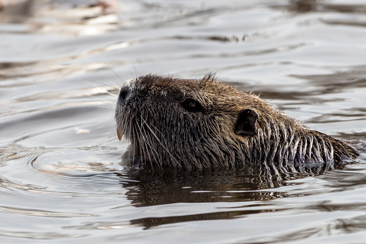 animal world waters nature free photo