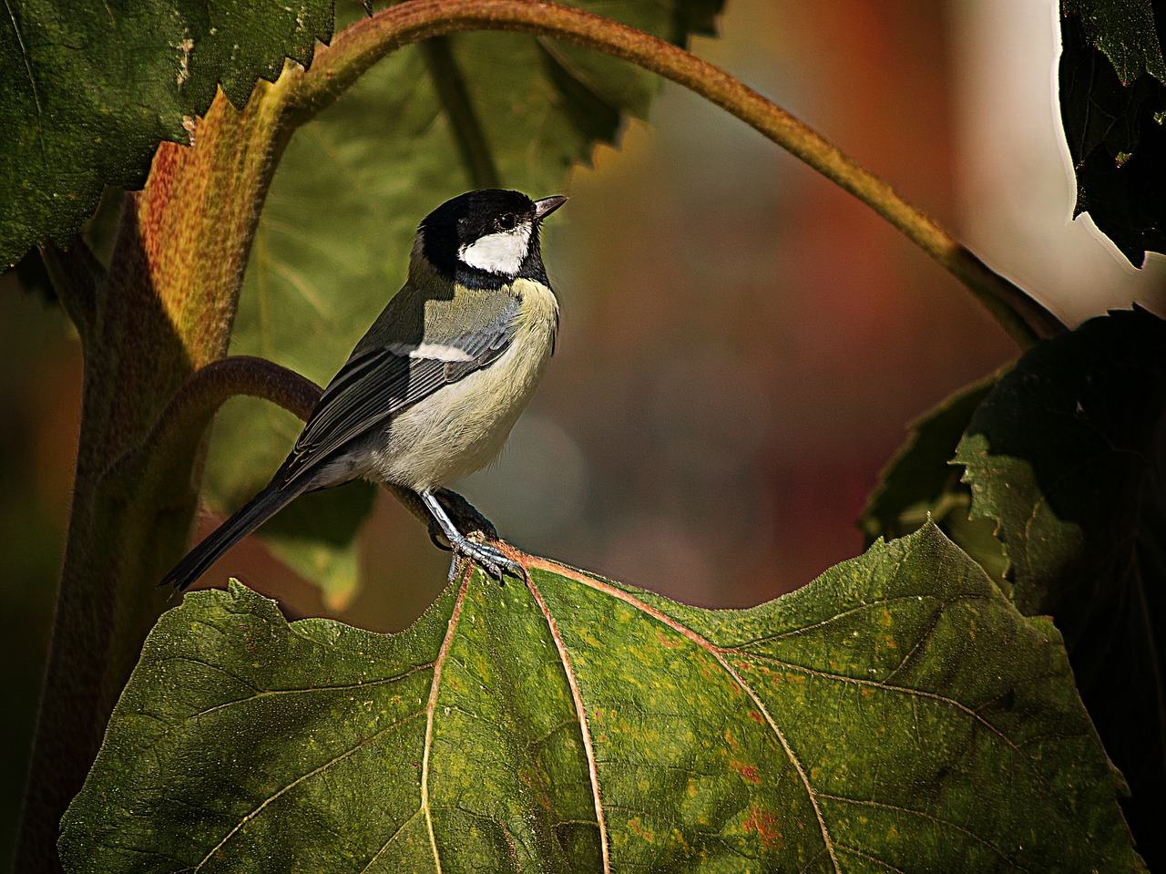 animal world bird nature free photo