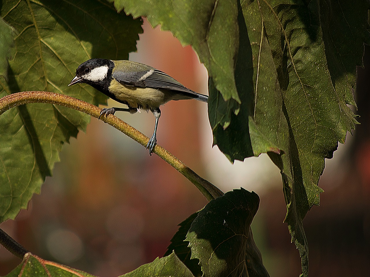 animal world bird nature free photo