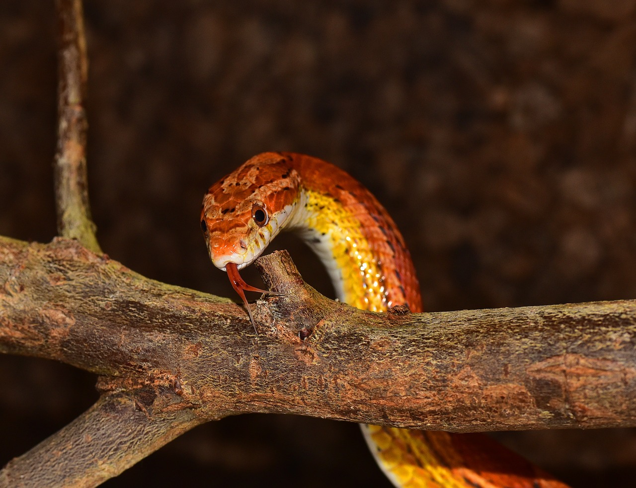 animal world corn snake nature free photo