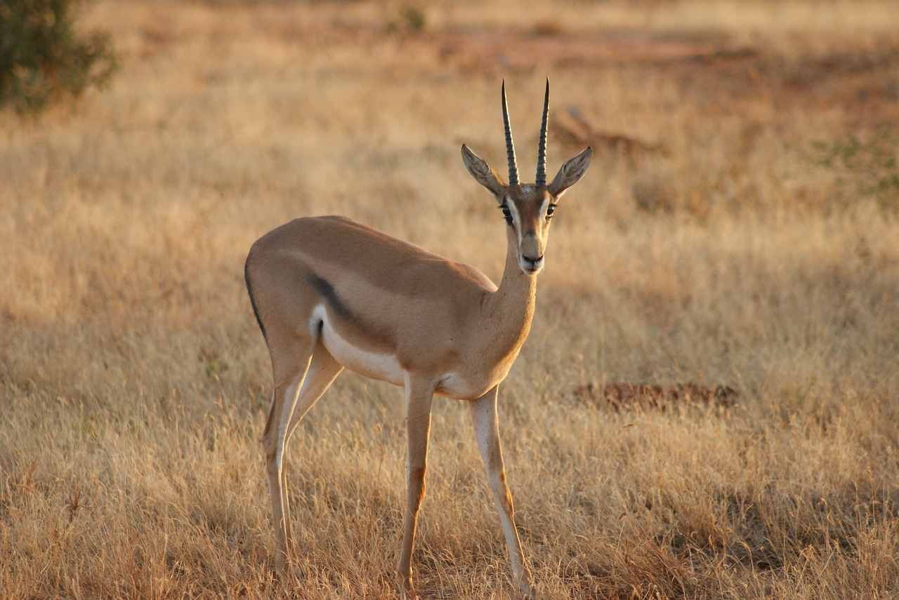 animal world antelope mammal free photo