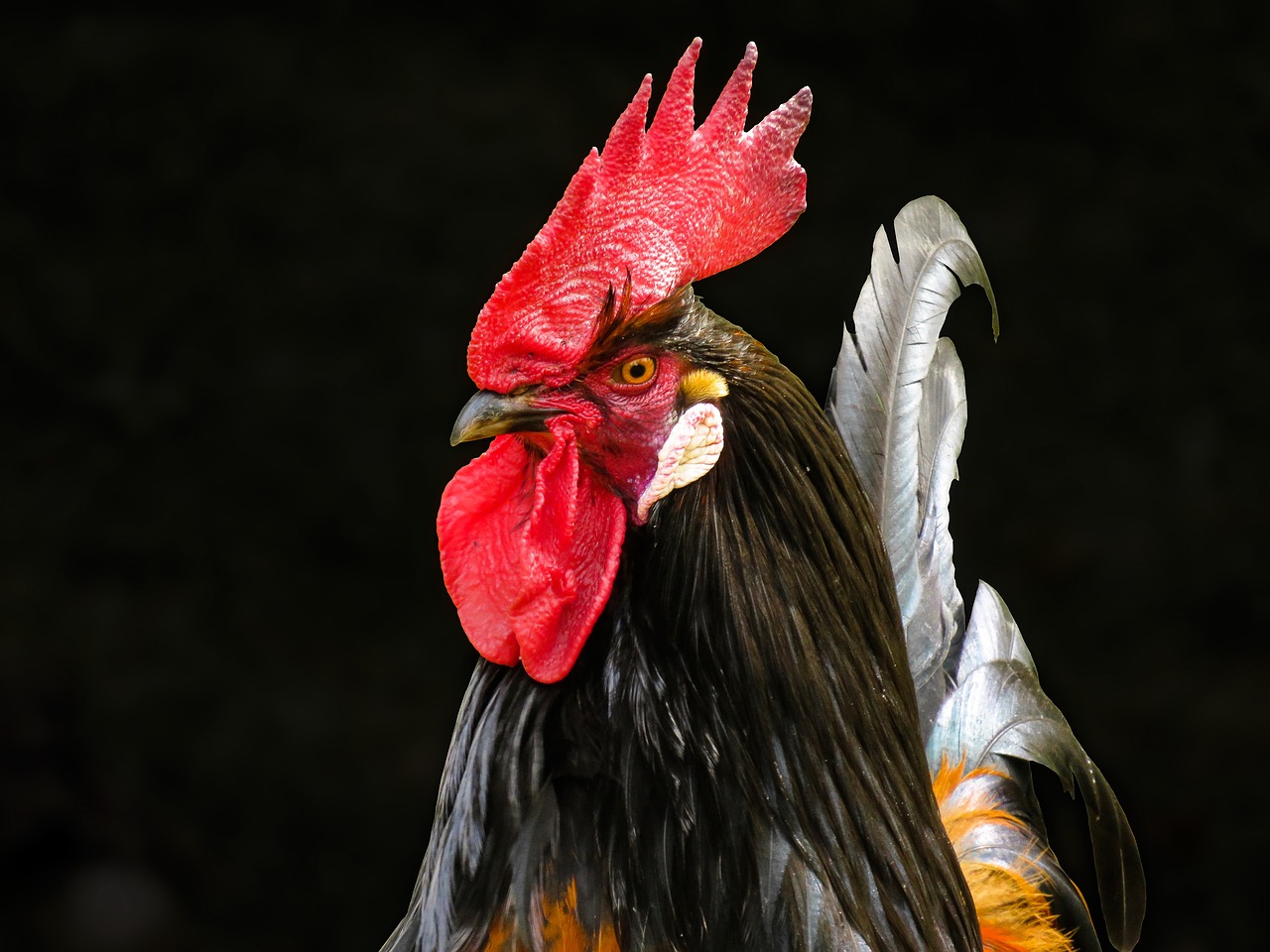 animal world  poultry  hahn free photo