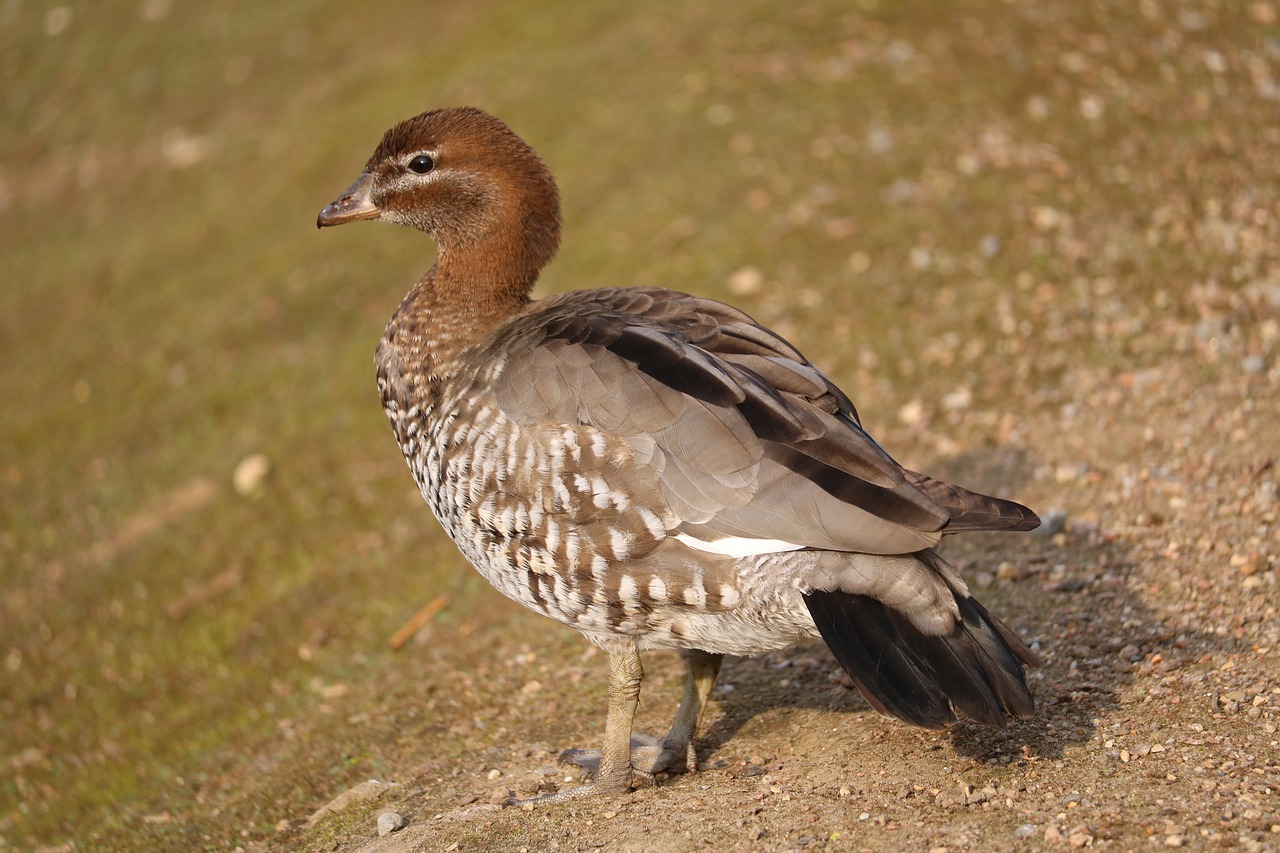 animal world  nature  bird free photo