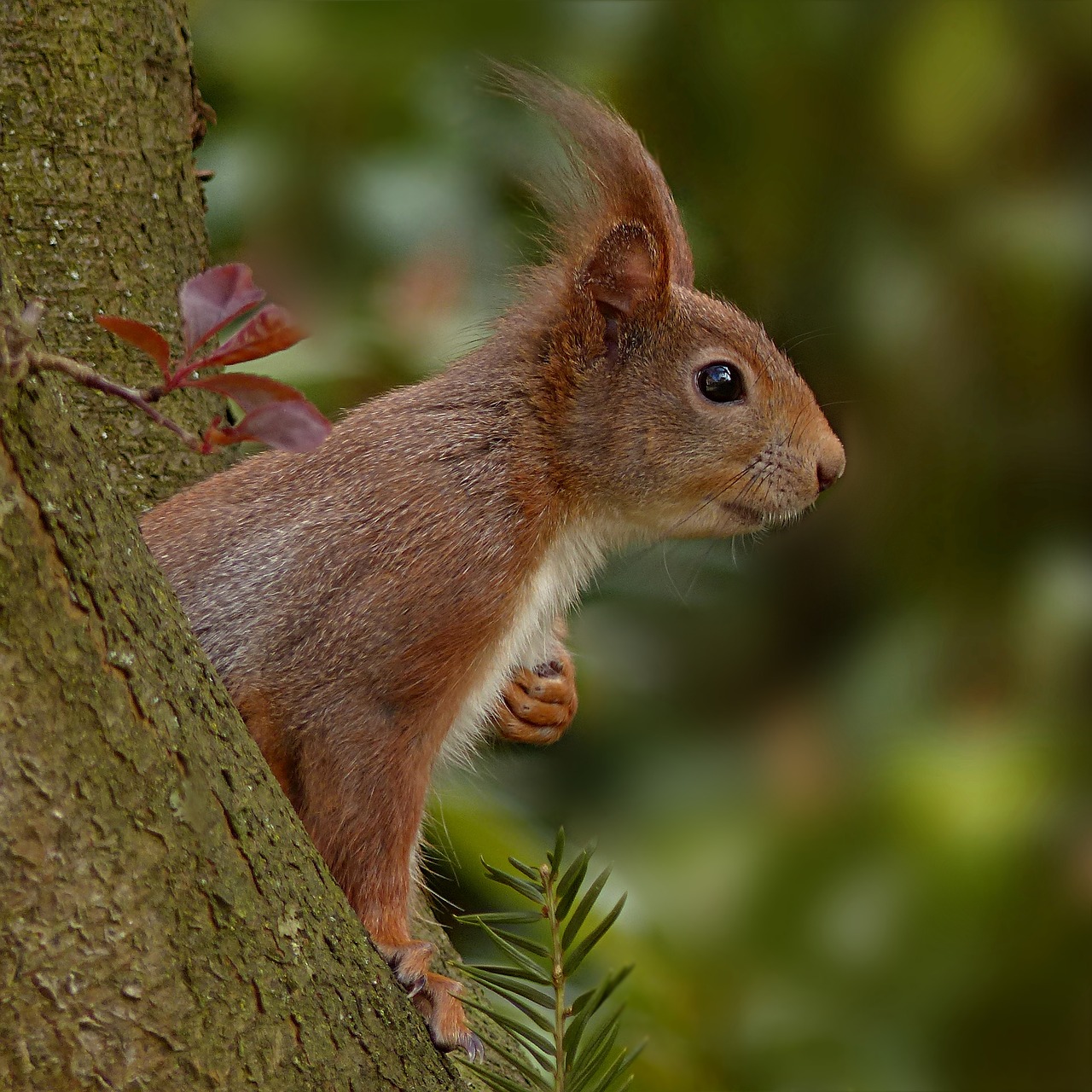 animal world  mammal  rodent free photo