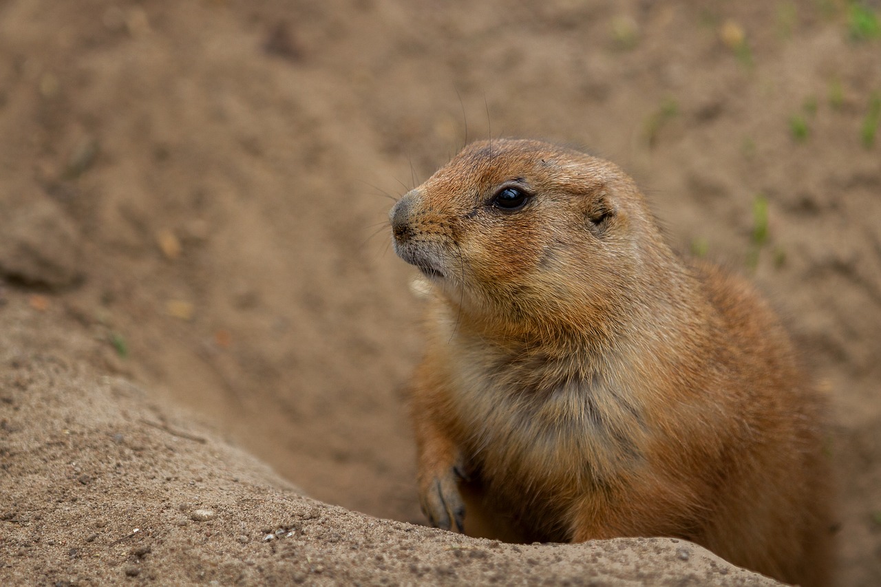 animal world  prairie dog  wild free photo