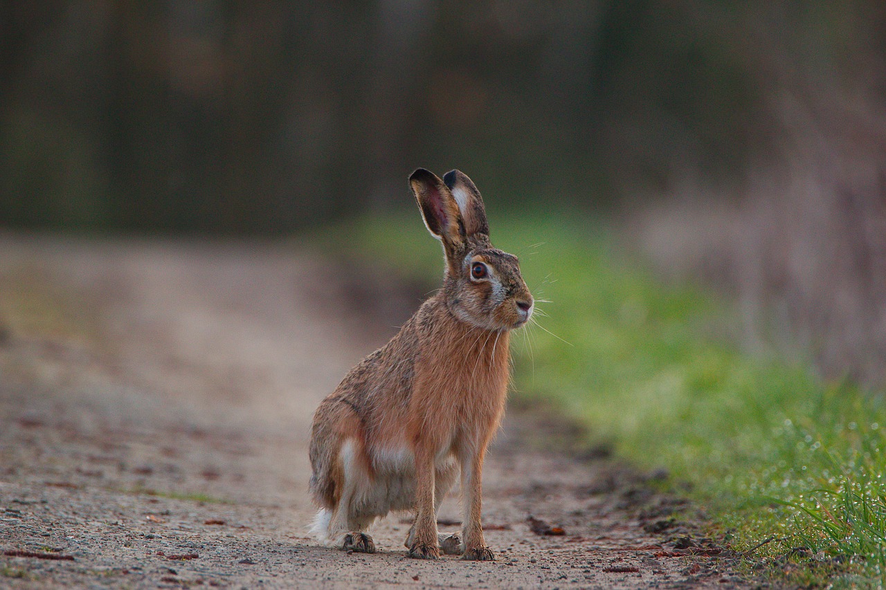 animal world  mammal  animal free photo