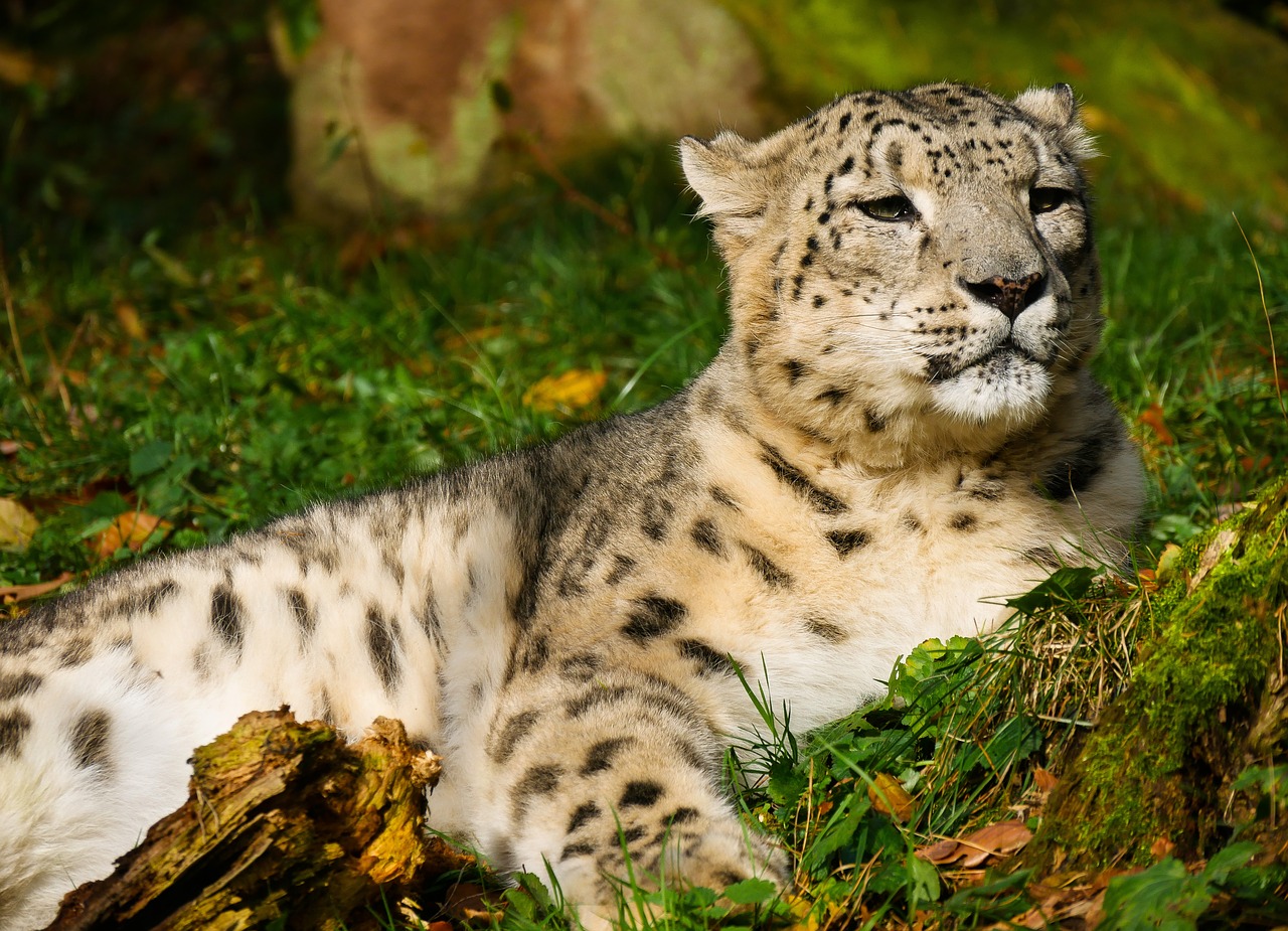 animal world  leopard  snow leopard free photo