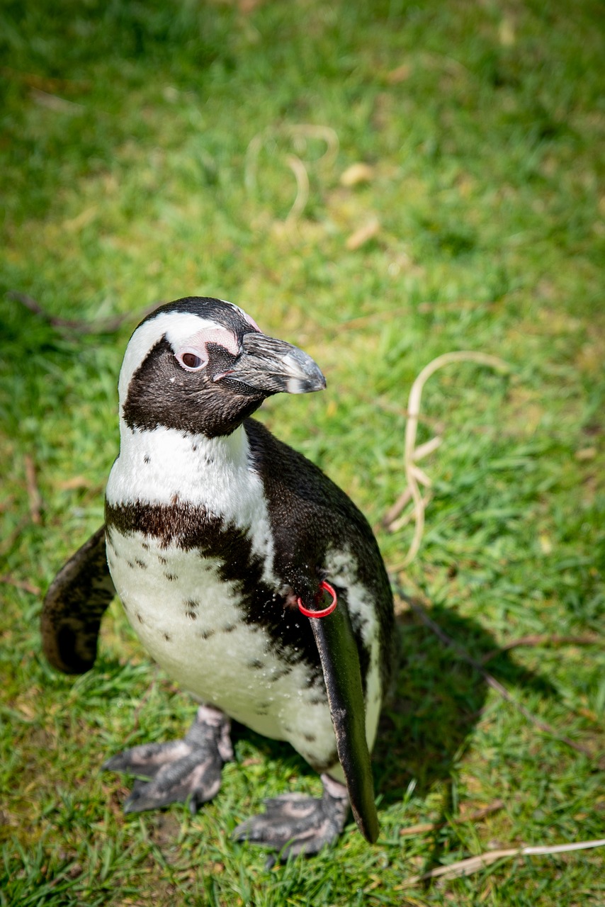 animal world  bird  nature free photo