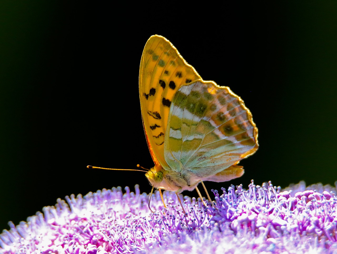 animal world  butterfly  insect free photo