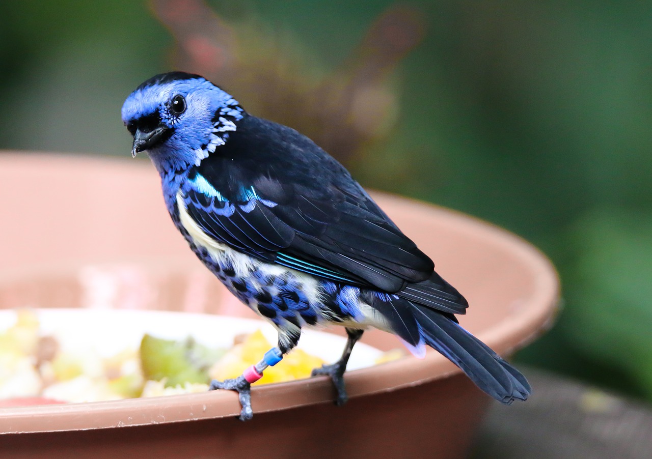 animal world  bird  turquoise-tangare free photo