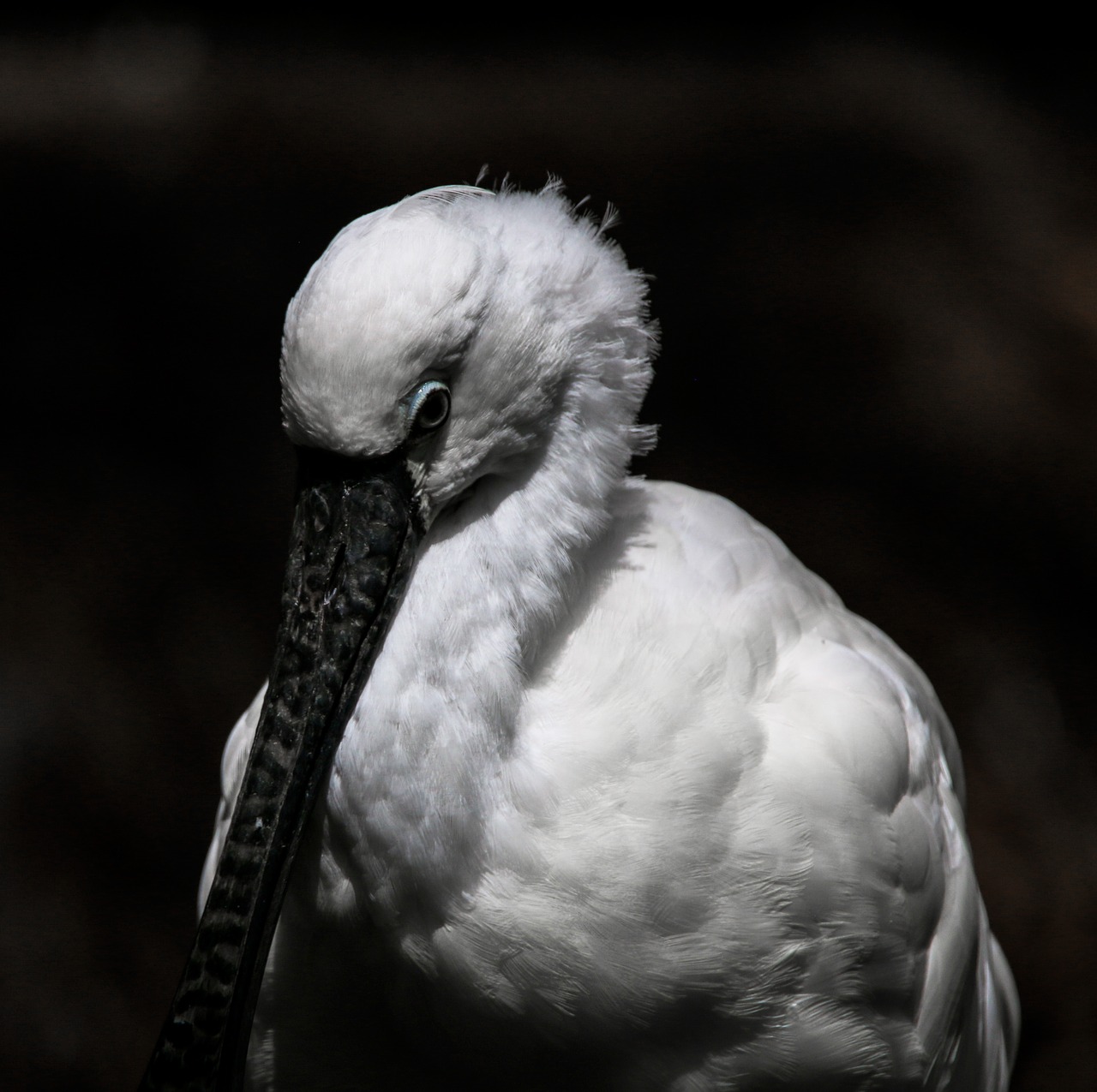 animal world  bird  heron free photo