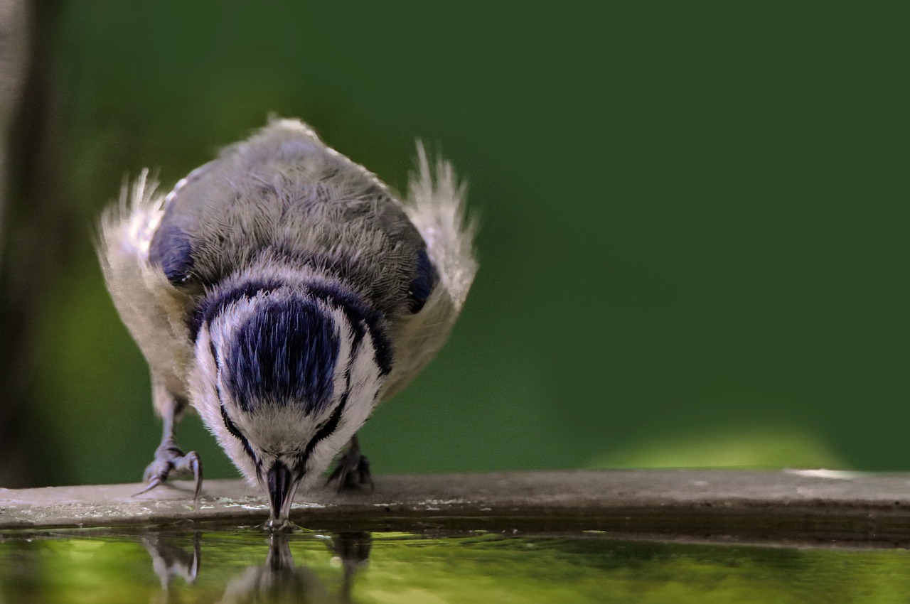 animal world  bird  tit free photo