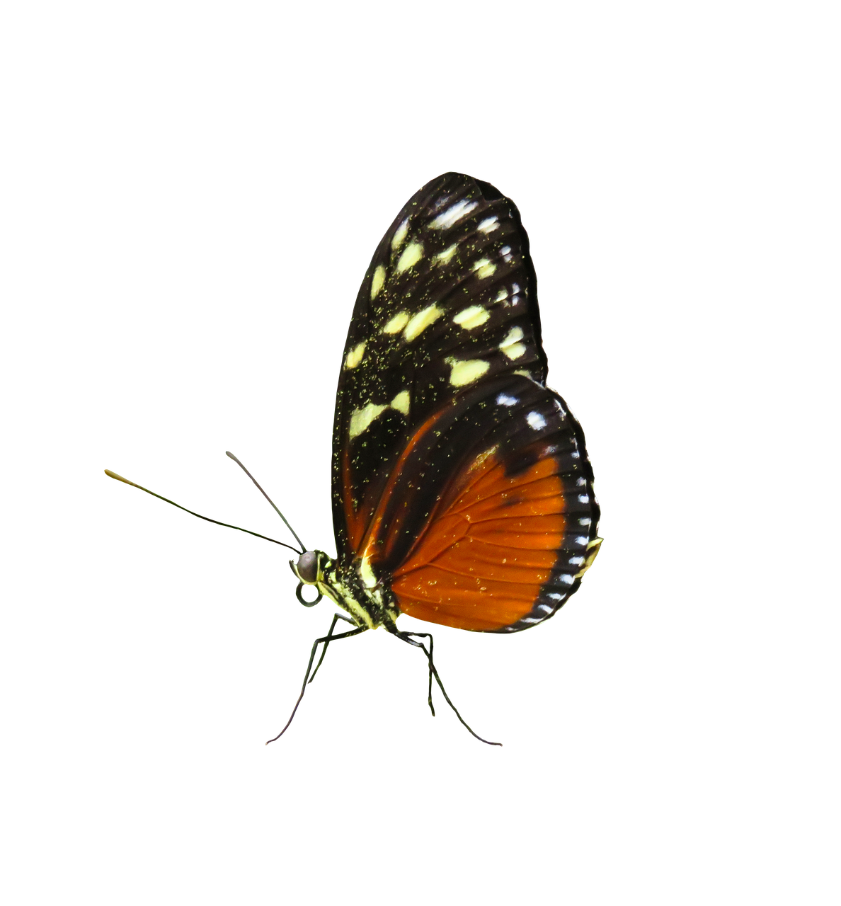 animal world  butterfly  insect free photo