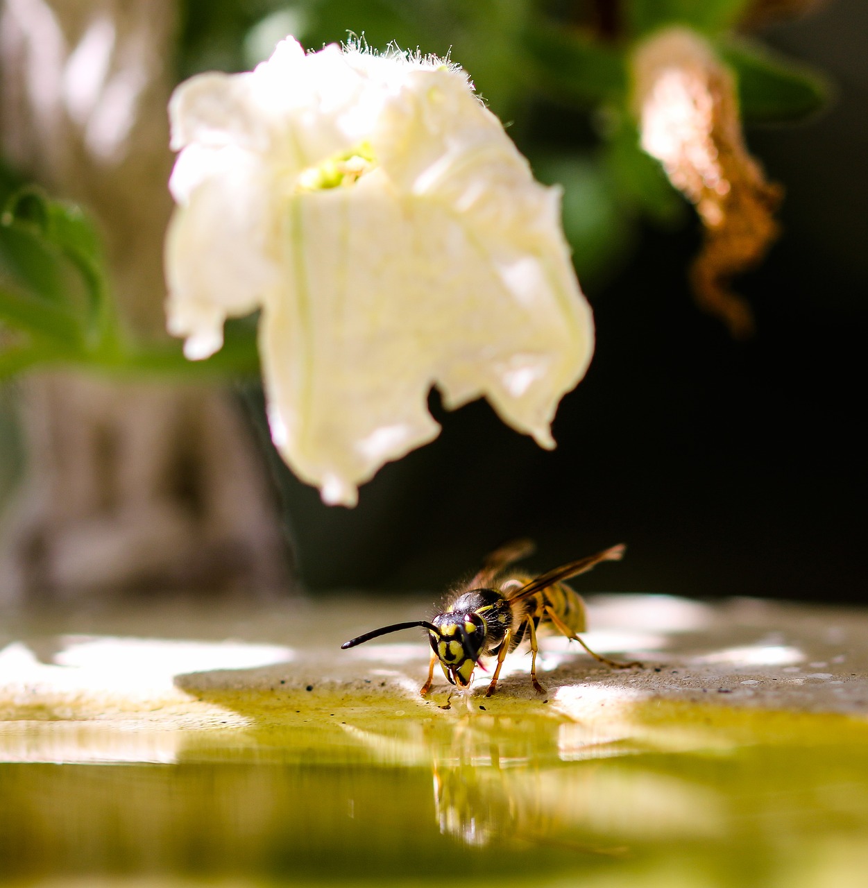 animal world  insect  wasp free photo