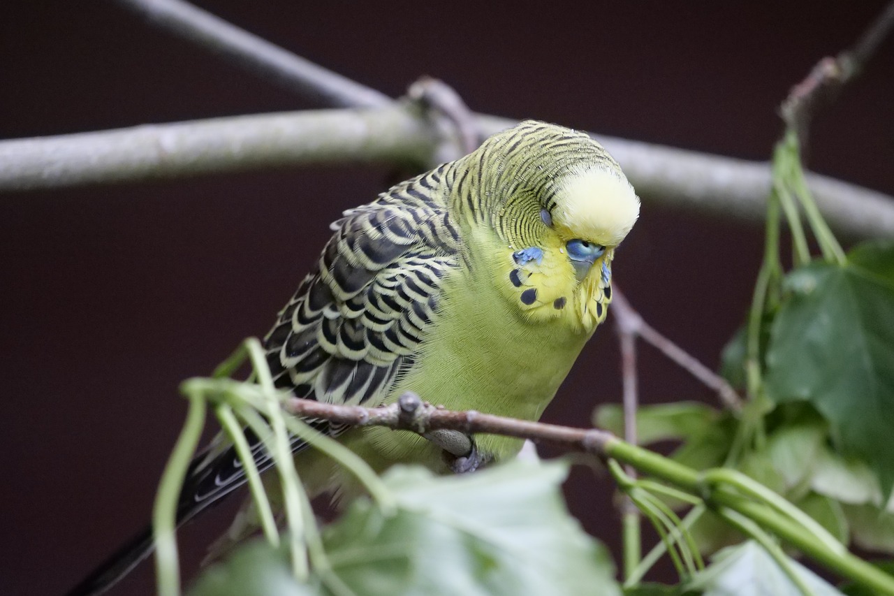 animal world  birds  budgie free photo