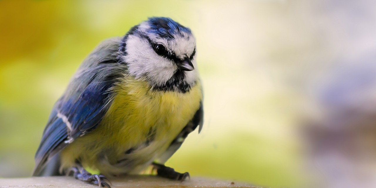 animal world  bird  tit free photo