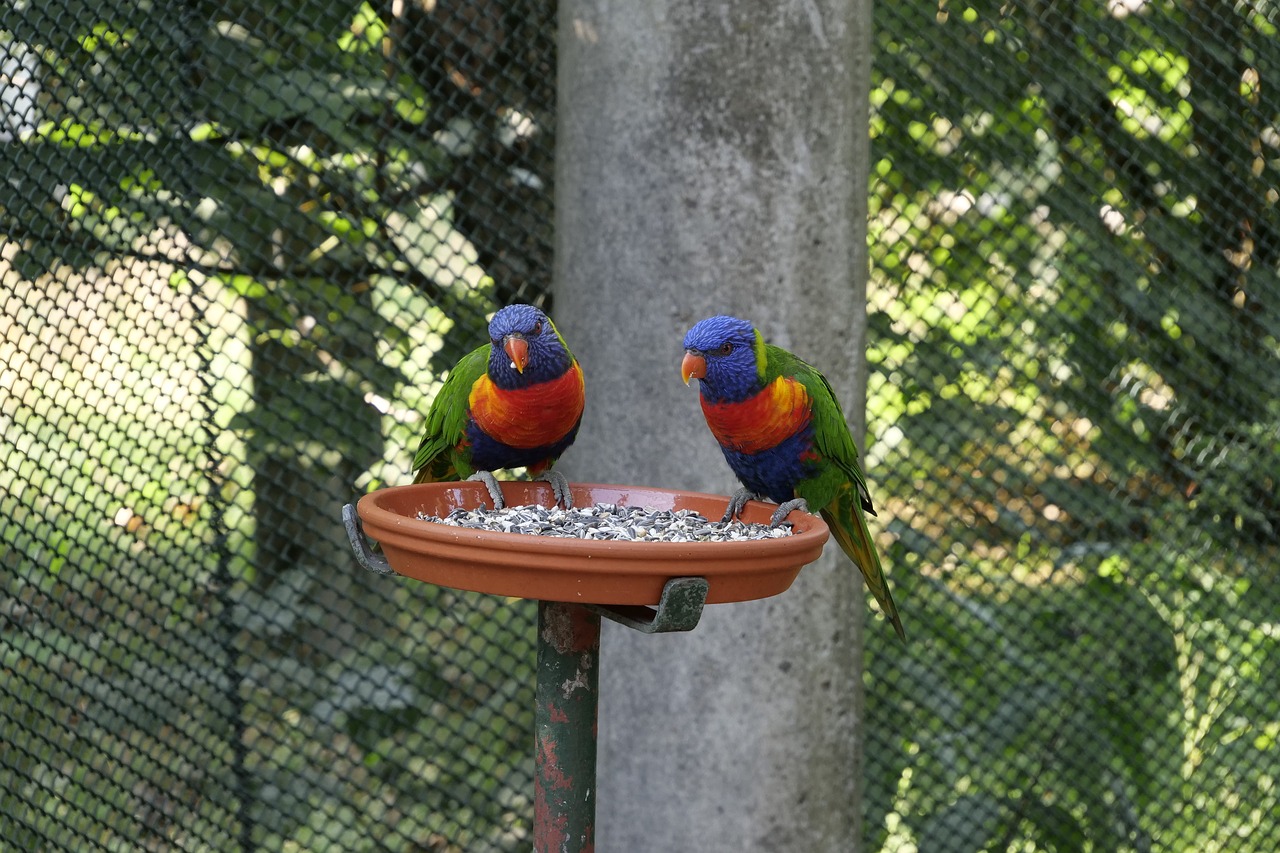animal world  birds  parrot free photo