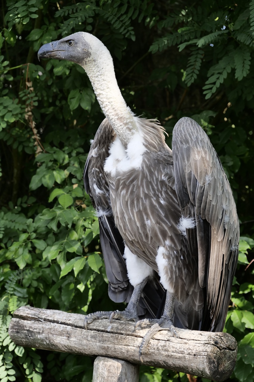 animal world  bird  vulture free photo