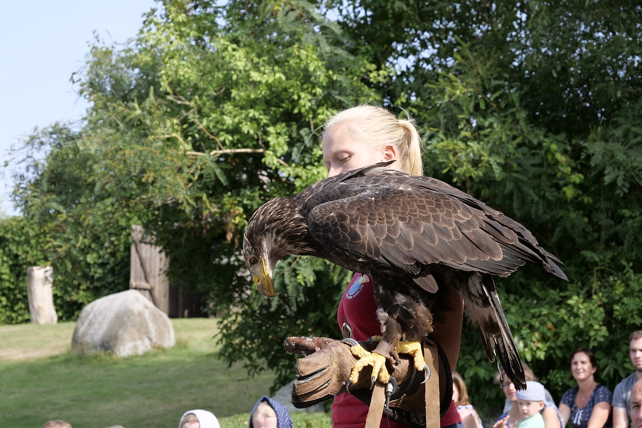 animal world  bird  white tailed eagle free photo