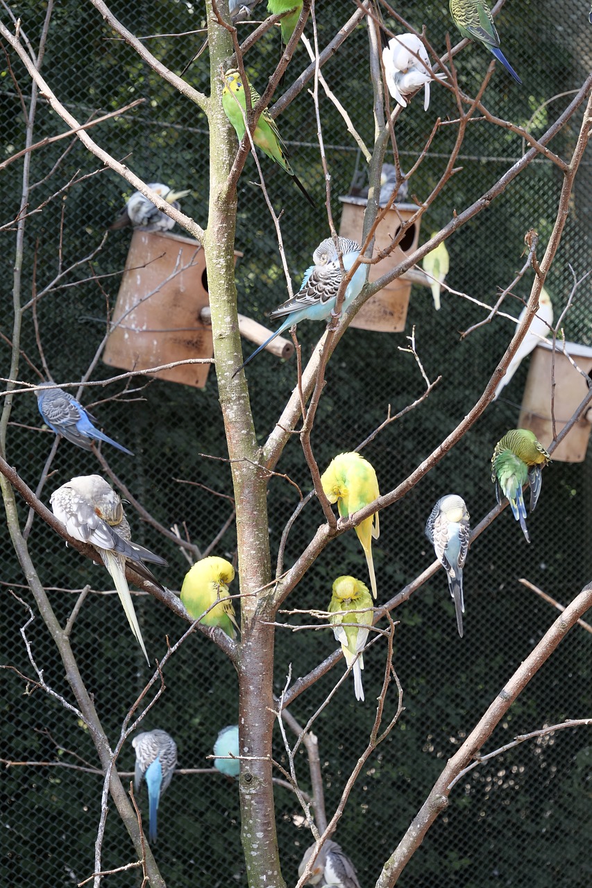animal world  birds  canaries free photo