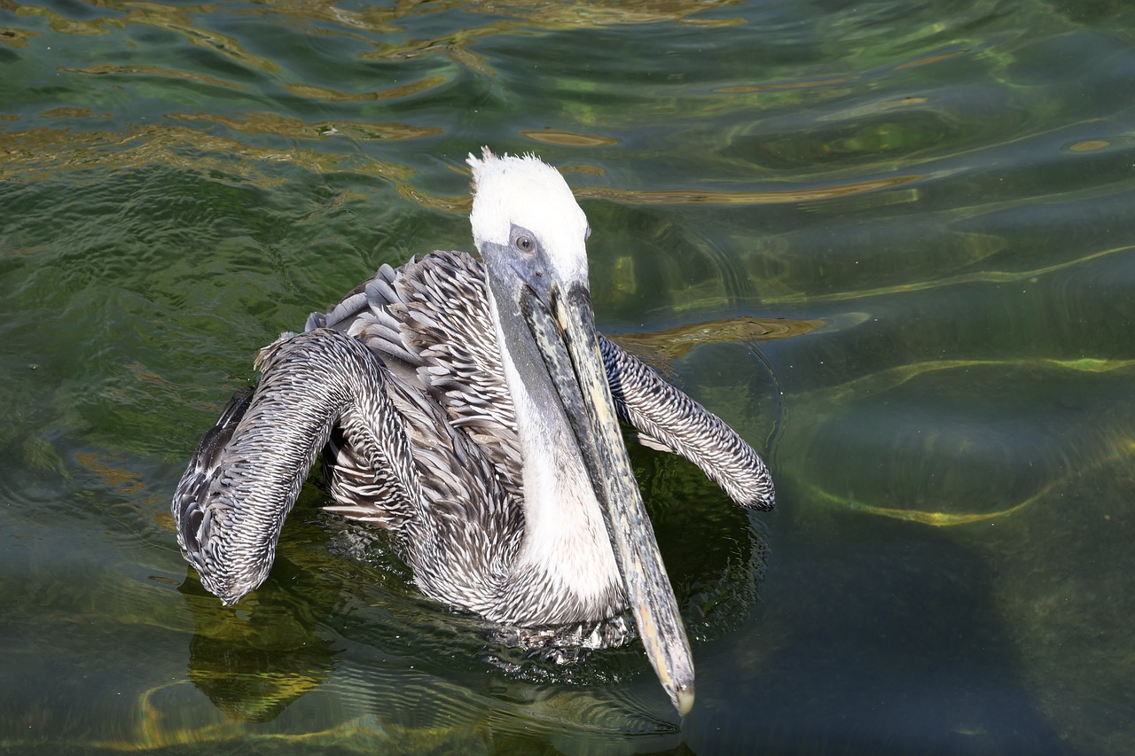 animal world  water bird  pelikan free photo