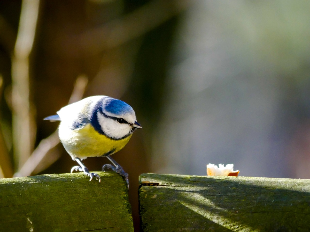 animal world  bird  tit free photo