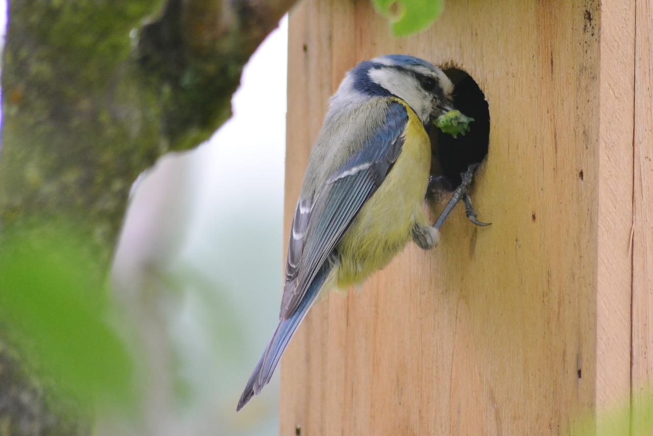 animal world  tit  garden free photo