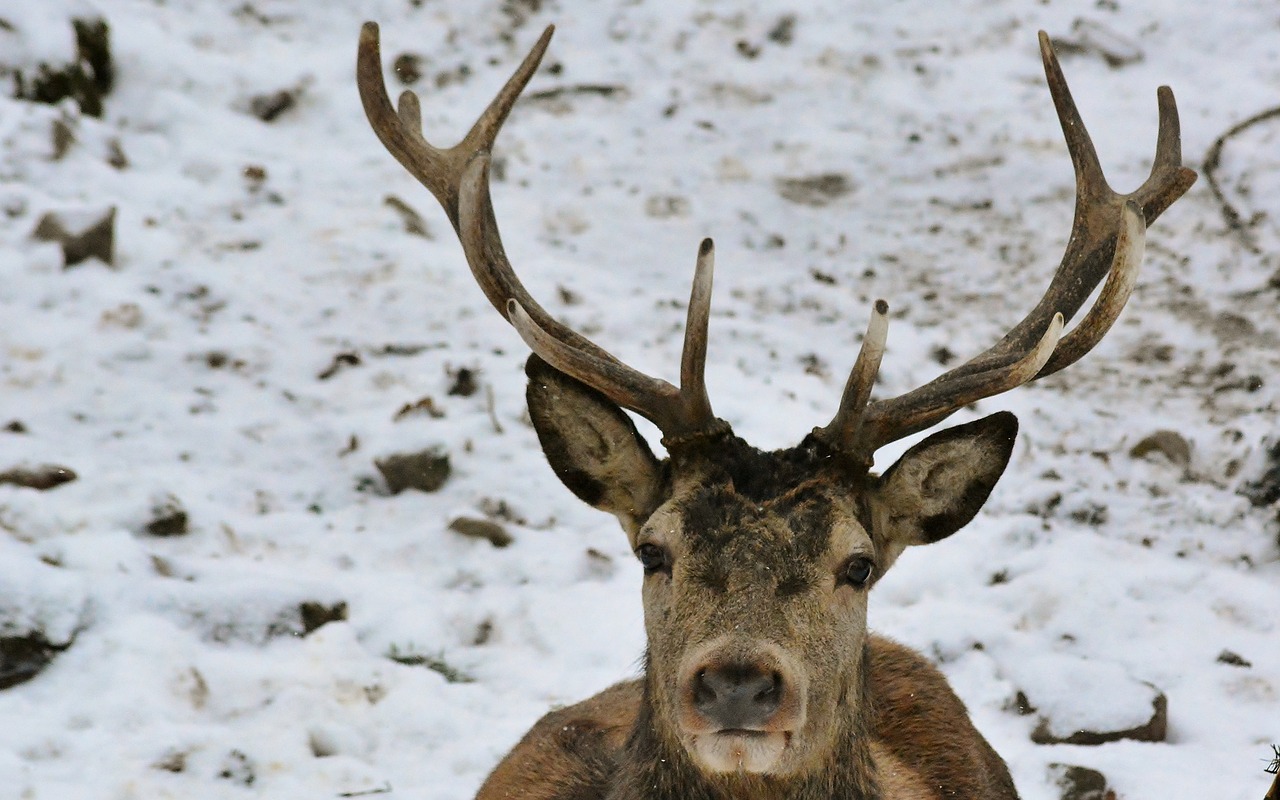 animal world  hirsch  antler free photo