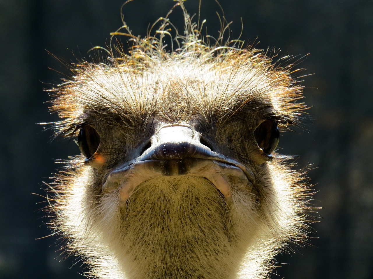 animal world  bird  bouquet free photo