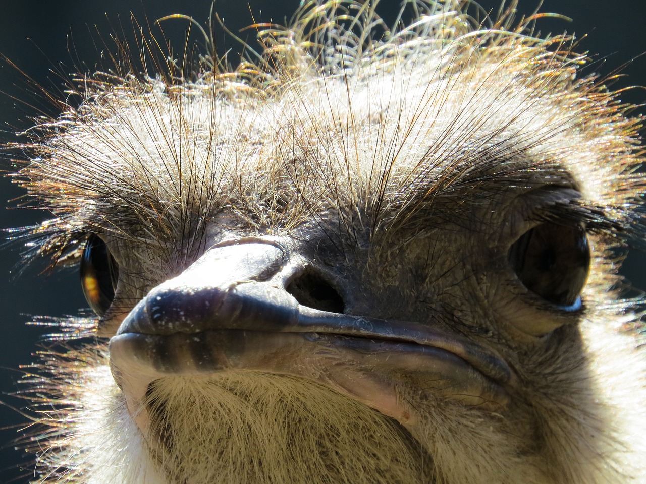 animal world  bird  bouquet free photo