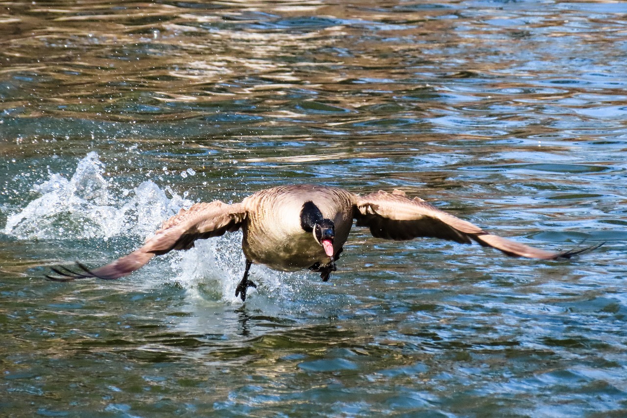 animal world  bird  goose free photo