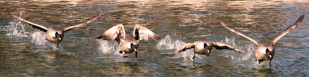 animal world  bird  goose free photo